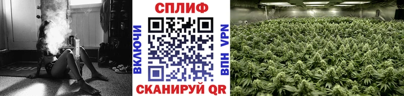 Бошки Шишки планчик Зеленогорск